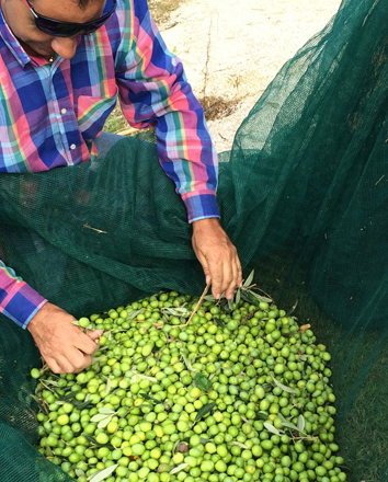 Sortering av nyskördade oliver för produktio av olio extra vergine Olio Alma från egen olivlund vid Casa Alma, Sicilien
