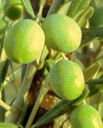 oliver för produktion av Olio Alma olivolja